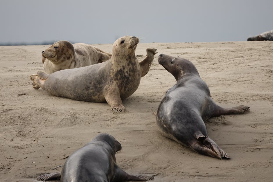 baie de somme seals beach