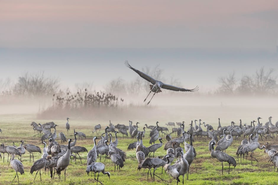 birdwatching Barycz Valley wetland