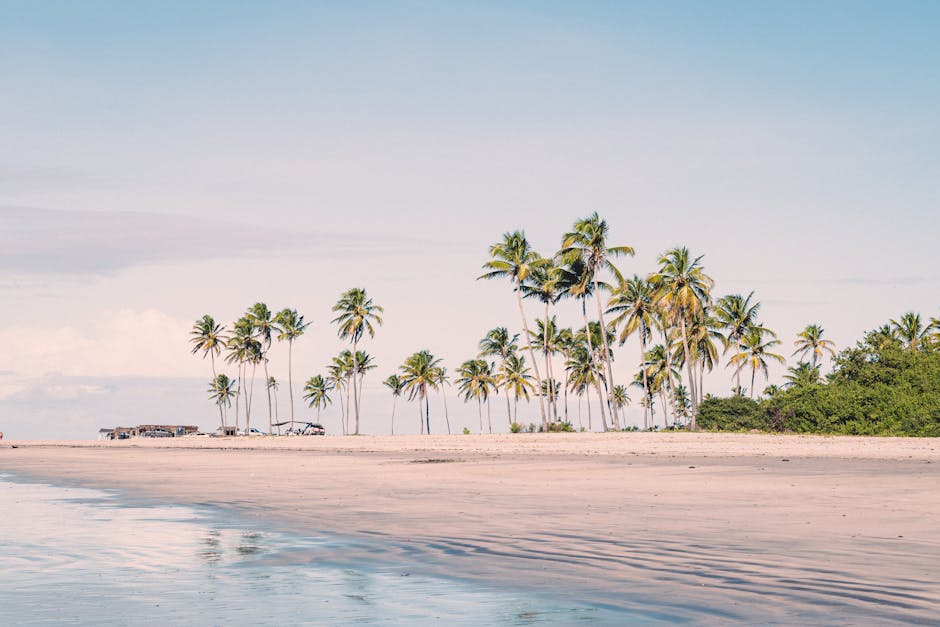 brazilian beach with calm clear water and palm trees