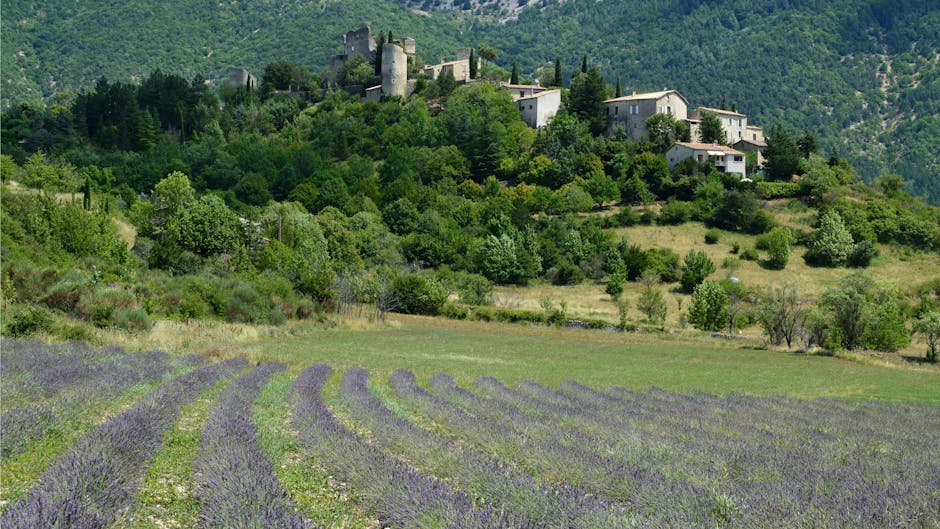 drome provencale lavender fields village