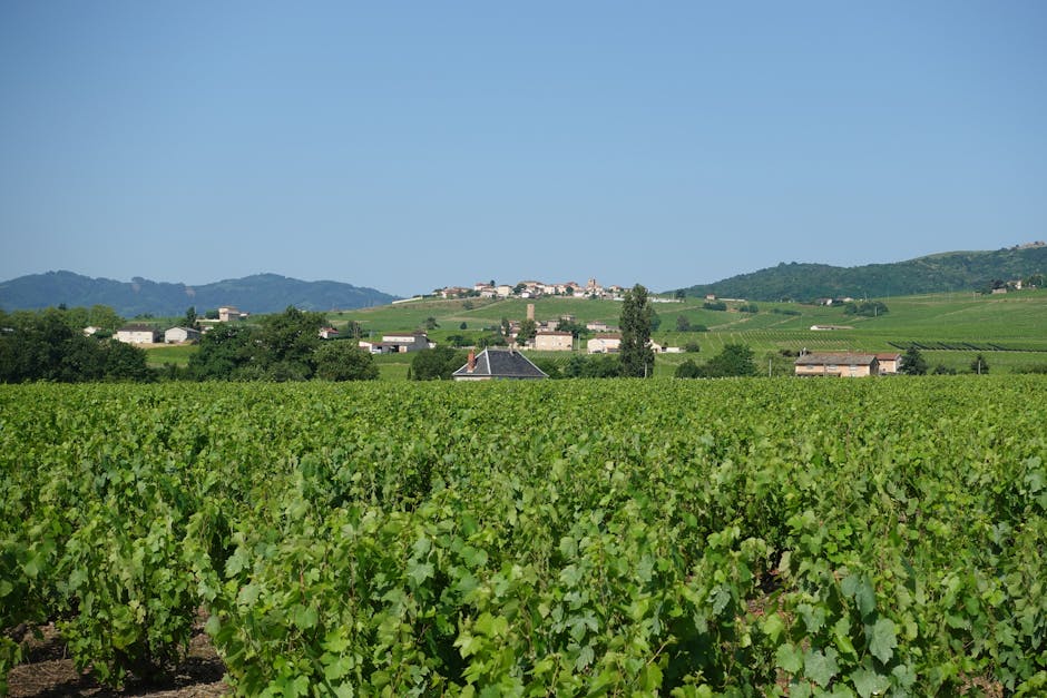 French countryside rolling hills vineyard