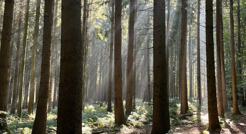 german forest hiking