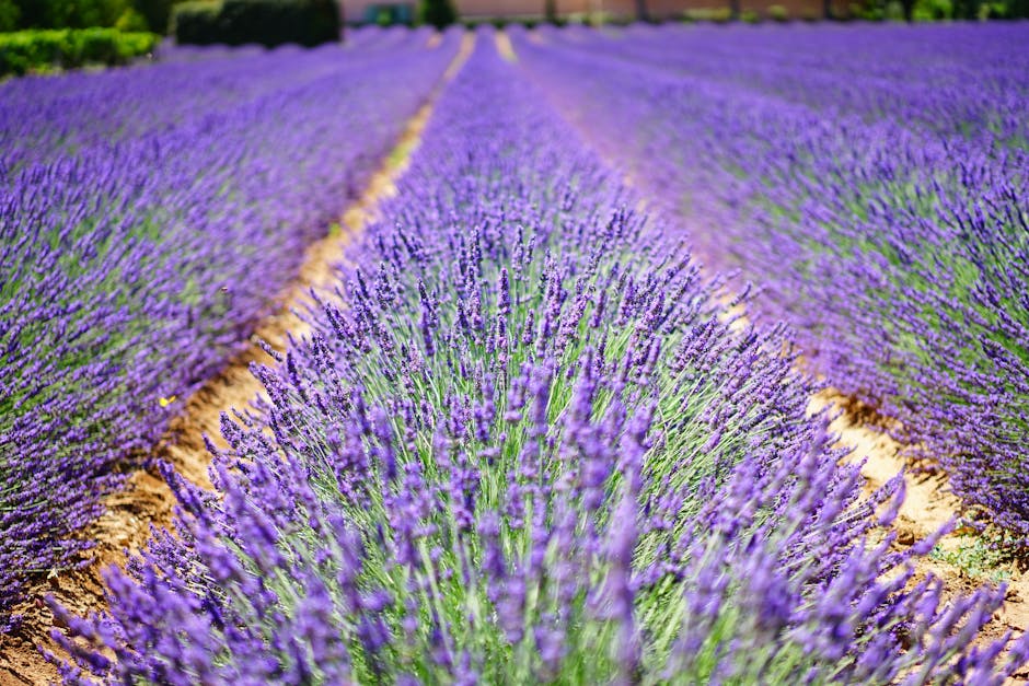 lavender field provence france