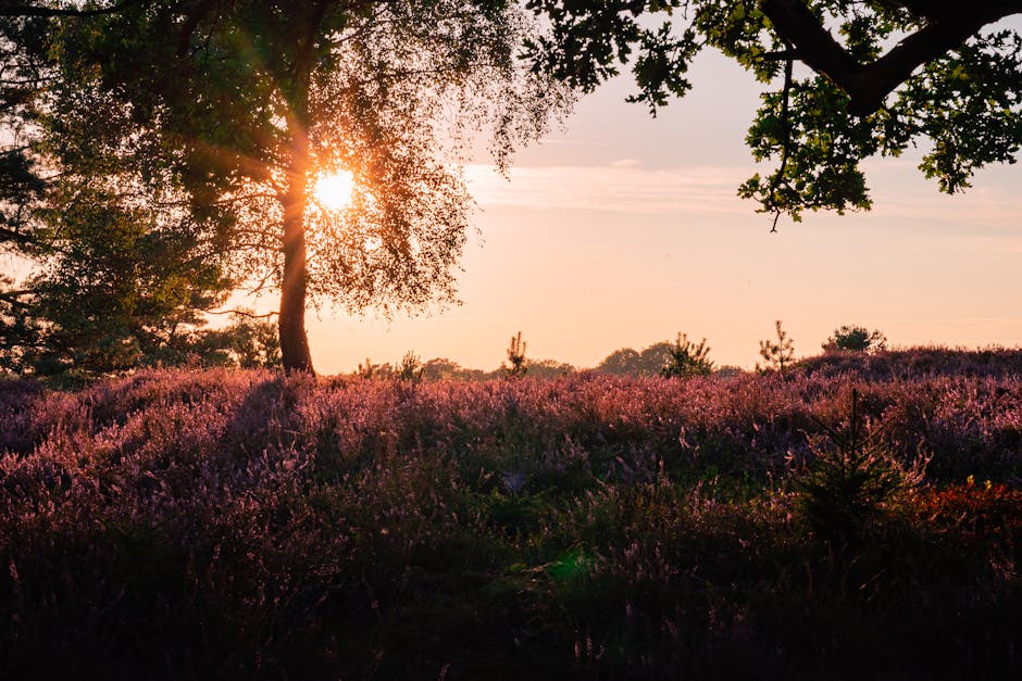 luneberg heide landscape