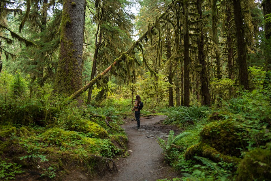 lush rainforest trail