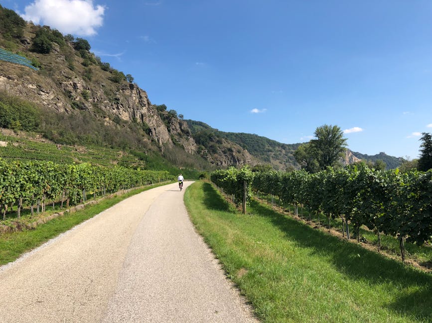 People cycling through vineyards