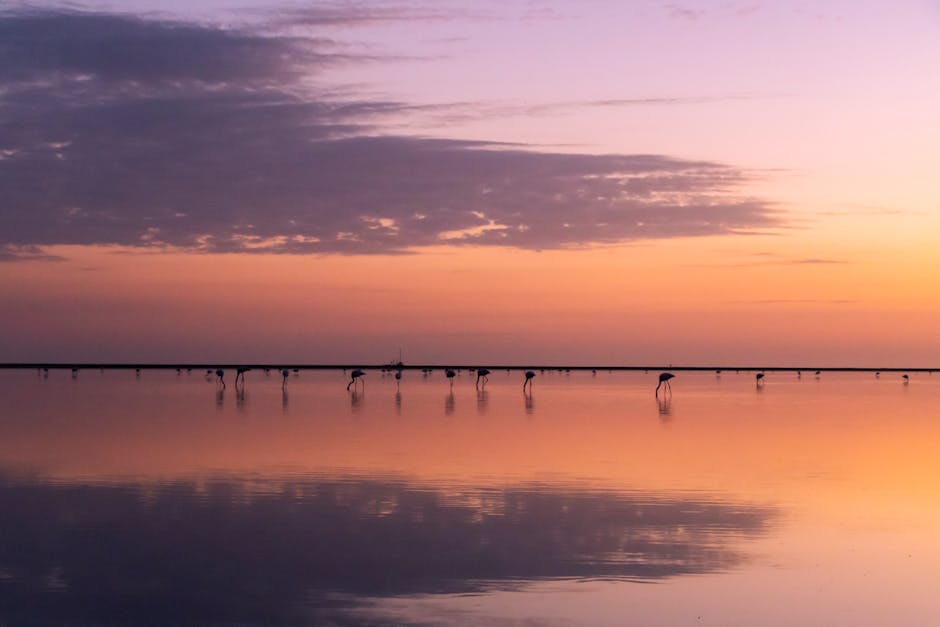 pink flamingos camargue sunset