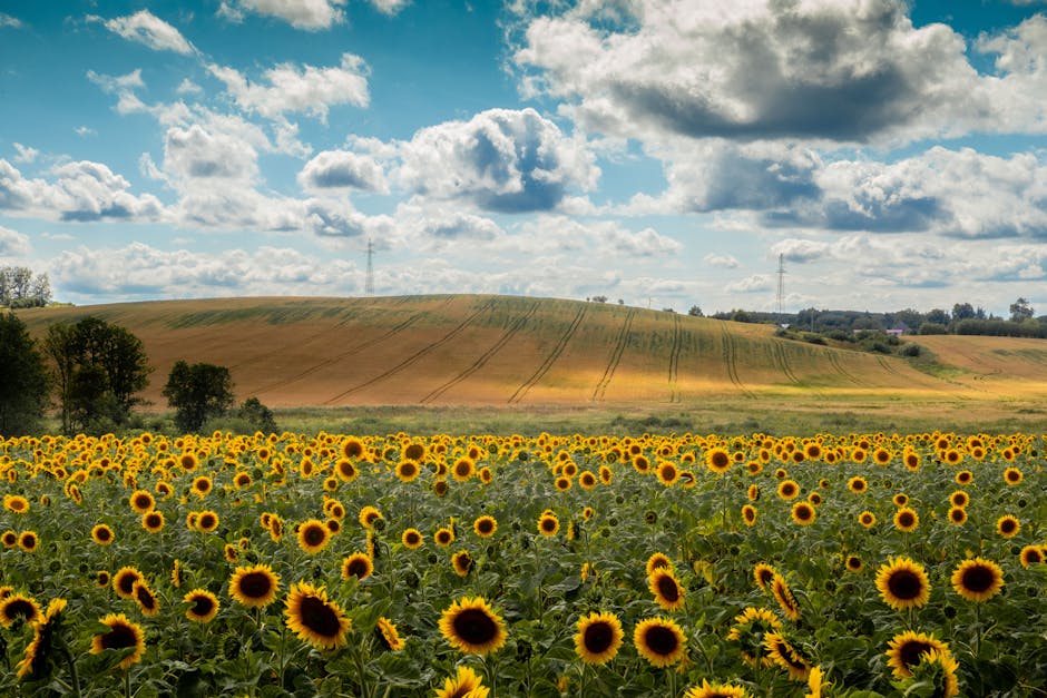 Roztocze hills sunflower fields