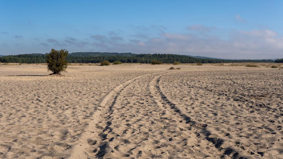 sandy polish landscape