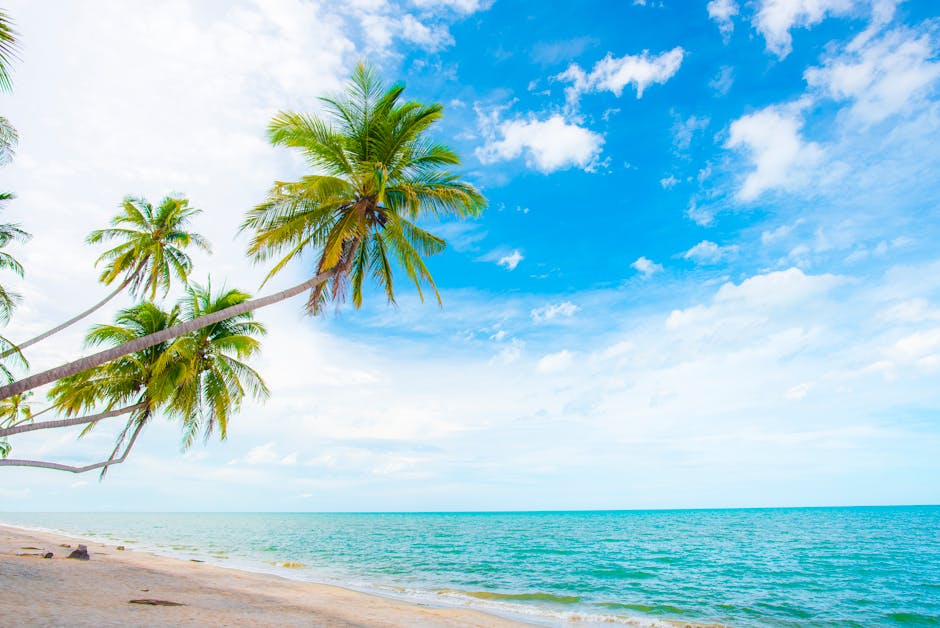 tropical beach with palm trees